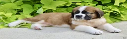 Saint Bernard dogs for sale: Lucy - Ad 8
