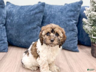 Cockapoo dogs Elska - Ad 38