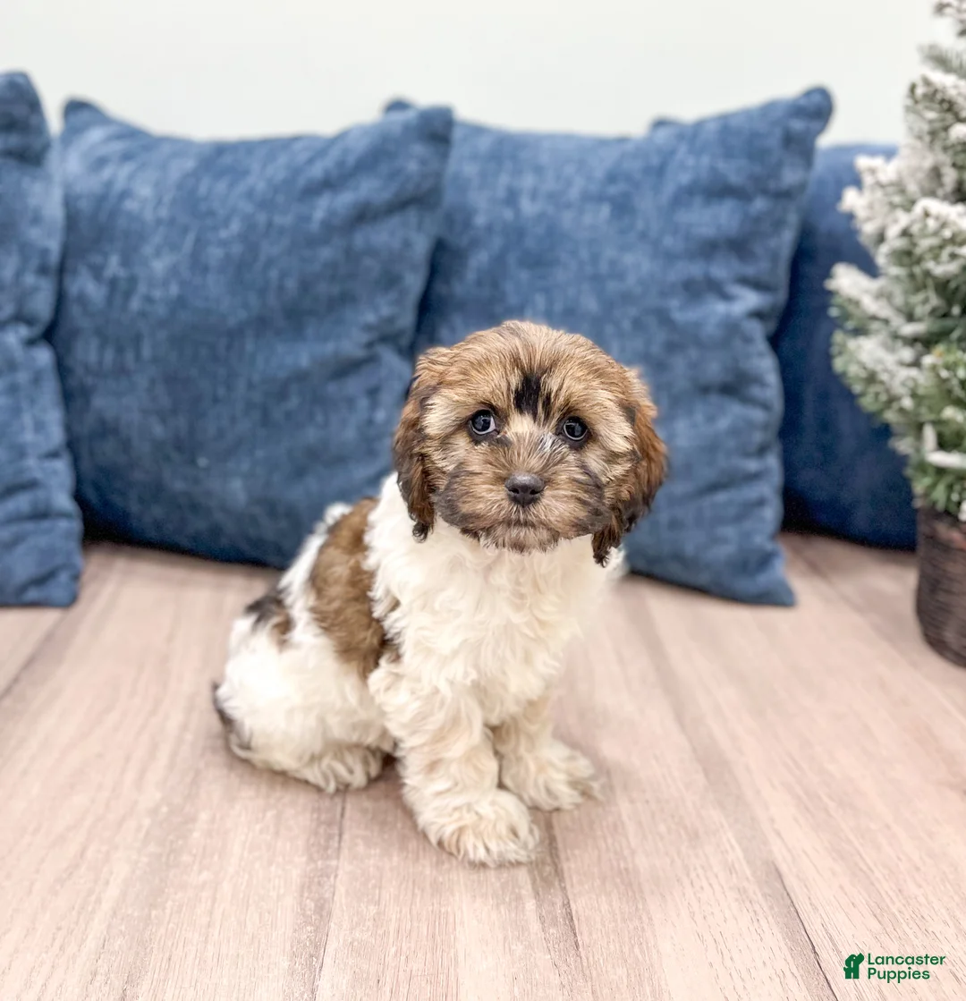 Cockapoo dogs for sale: Elska - Ad 2