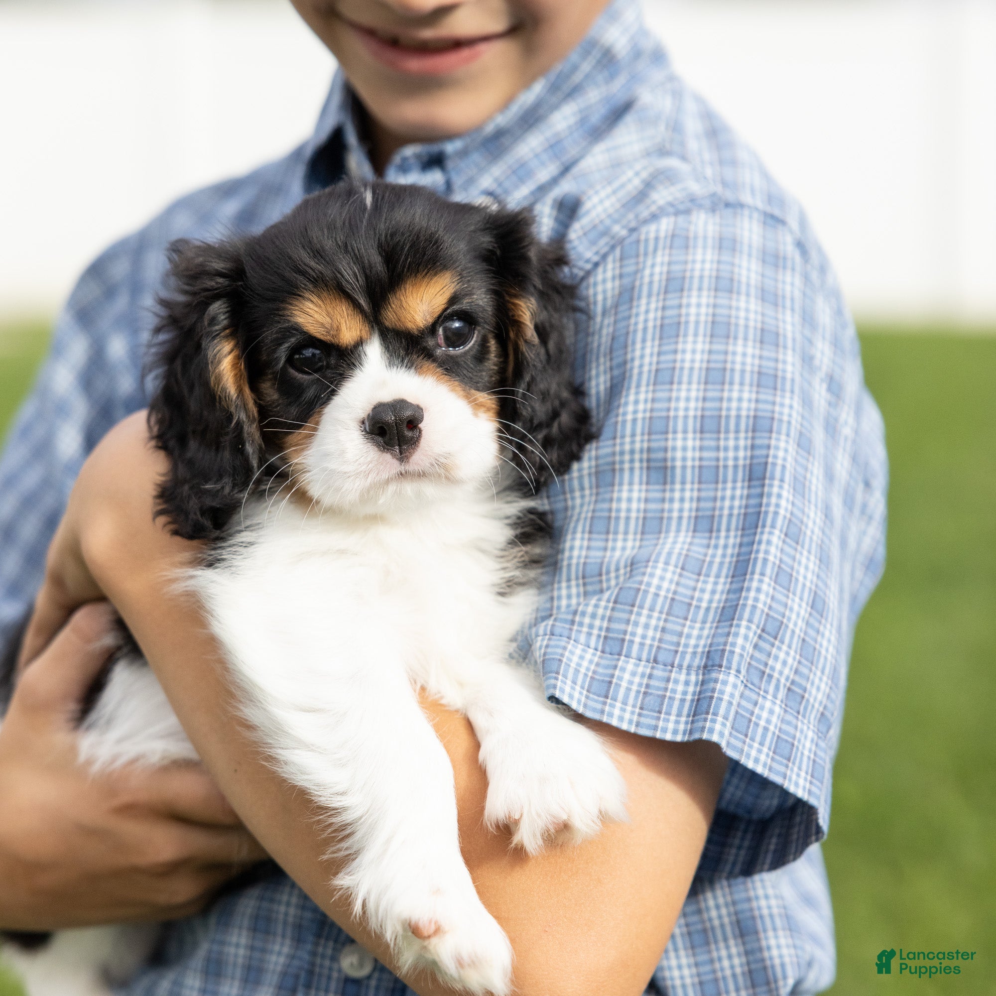 Cavalier King Charles Spaniel dogs Lincoln - Ad 1