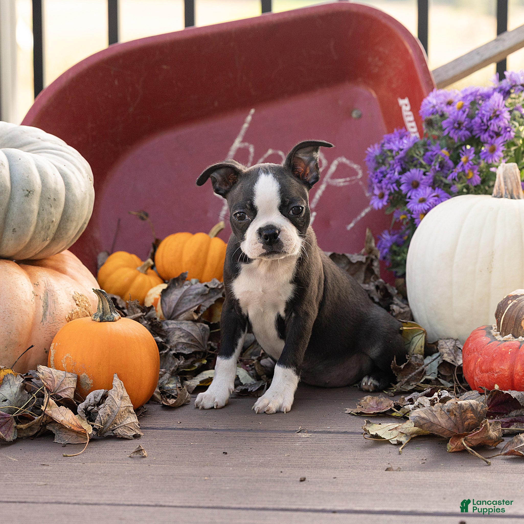 Boston Terrier dogs Jules Boston Terrier  - Ad 2