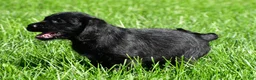 Labradoodle dogs for sale: Leo - Ad 6