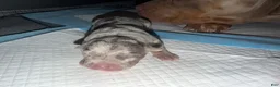 American Bully dogs for sale: Junior - Ad 3