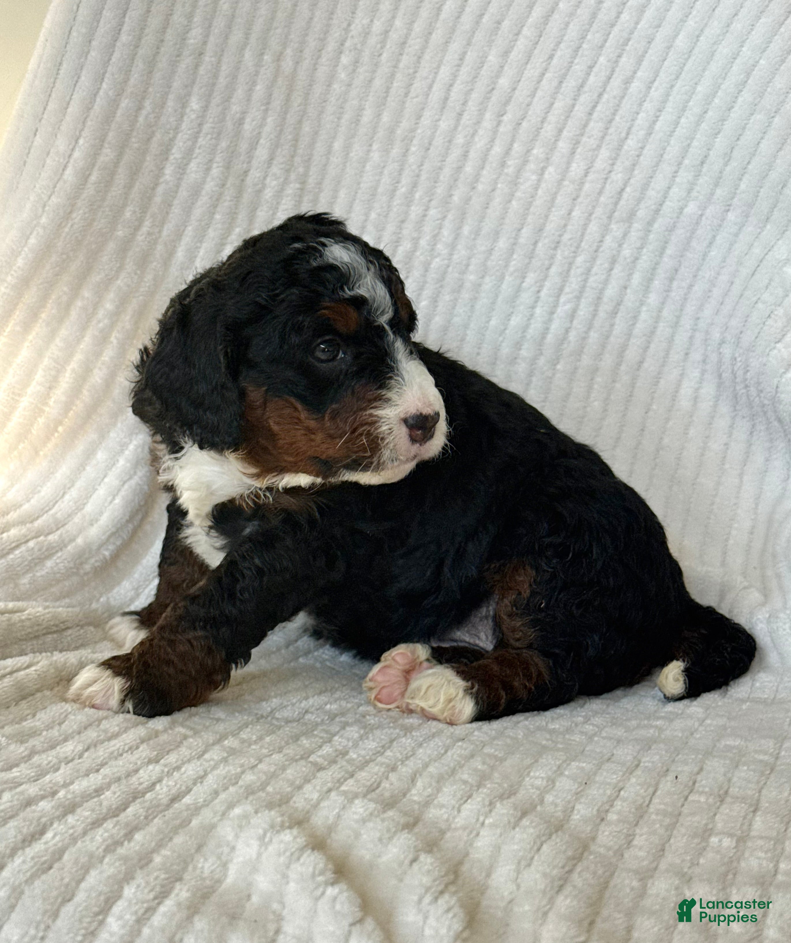 Mini Bernedoodle dogs Lyla - Ad 2