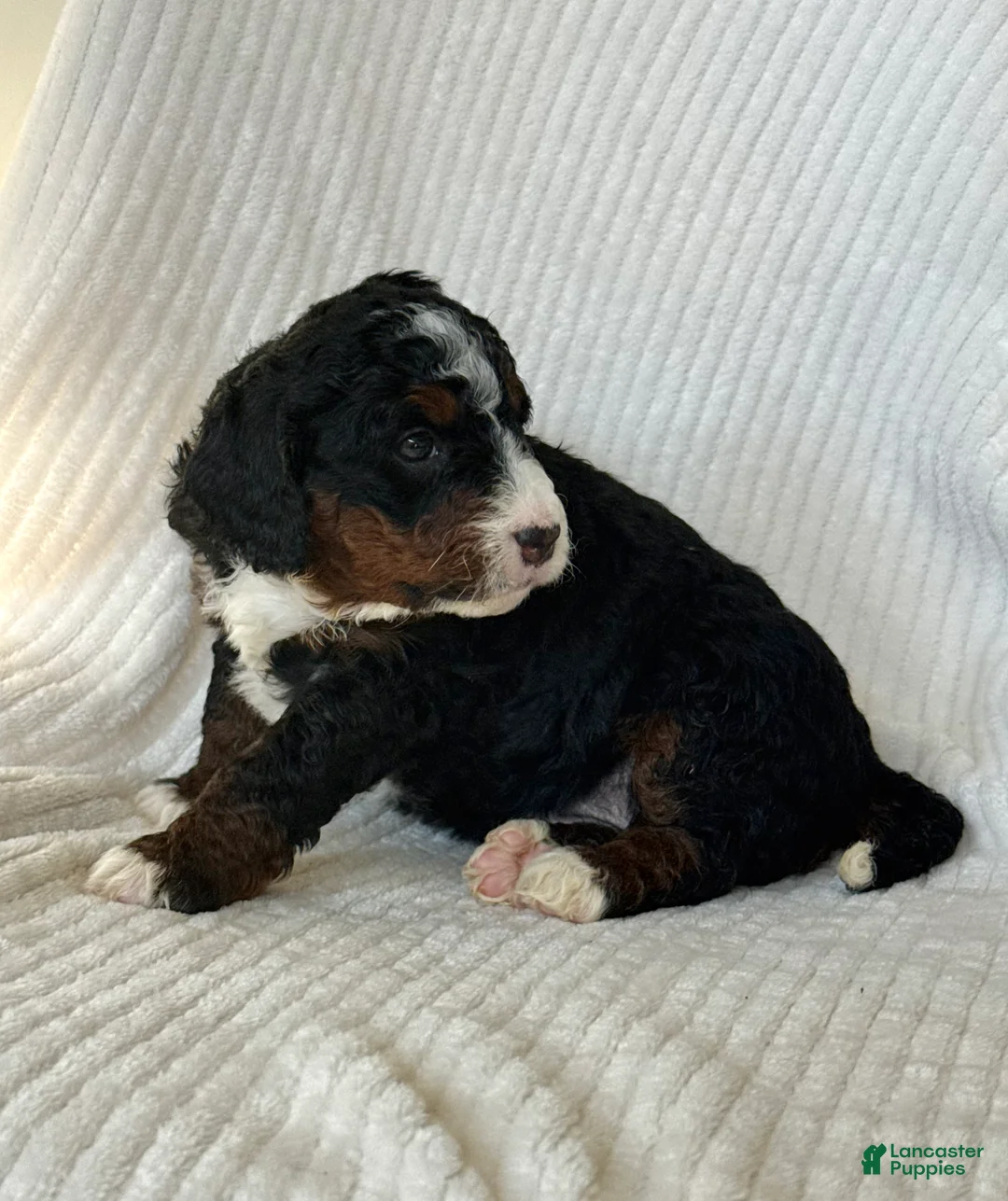 Mini Bernedoodle dogs for sale: Lyla - Ad 2