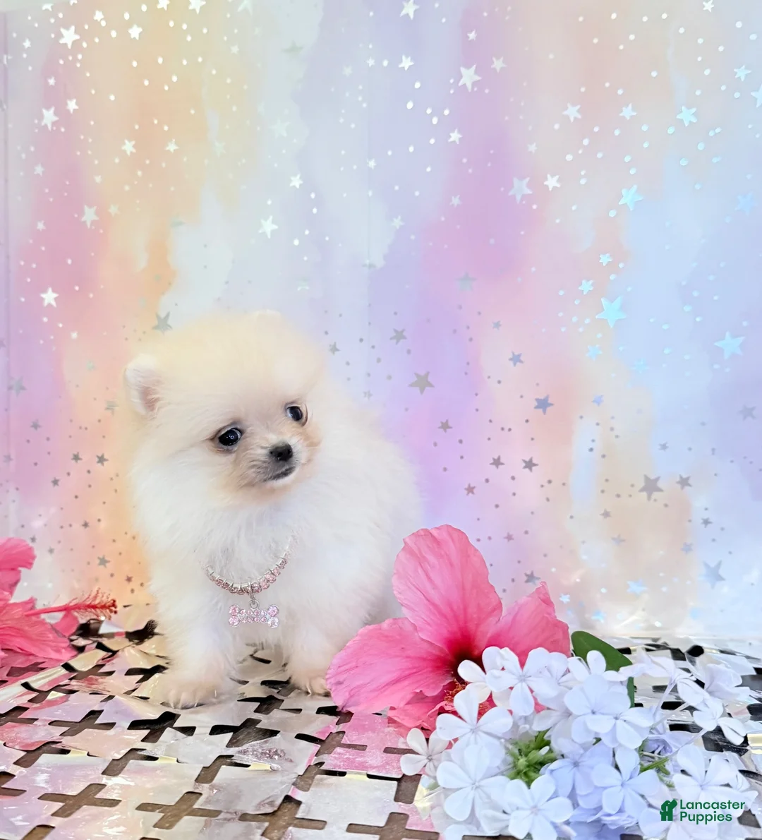 Pomeranian dogs for sale: Sugar bear - Ad 1