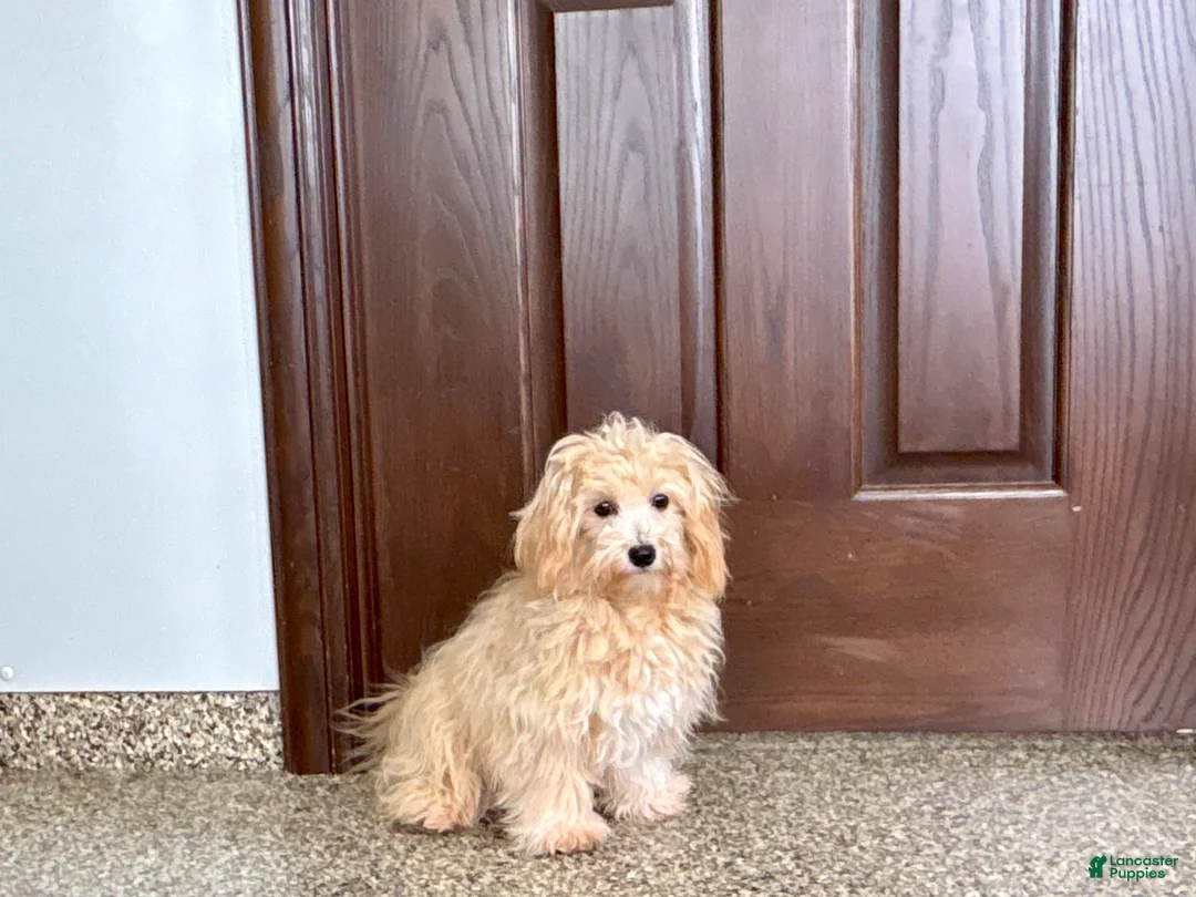 Maltipoo dogs for sale: Wyman - Ad 2