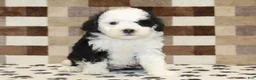 Mini Bernedoodle dogs for sale: Kelsey - Ad 3