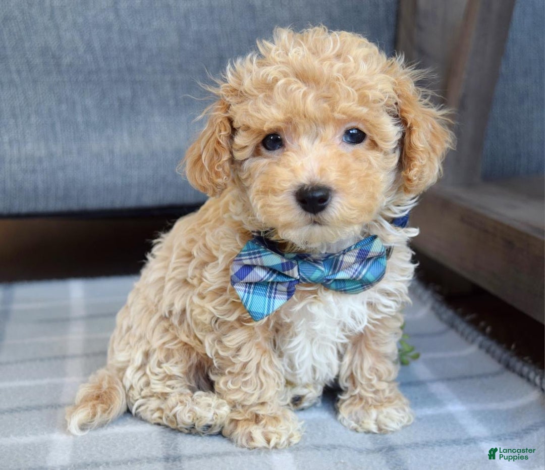 Maltipoo dogs for sale: Frankie  - Ad 9