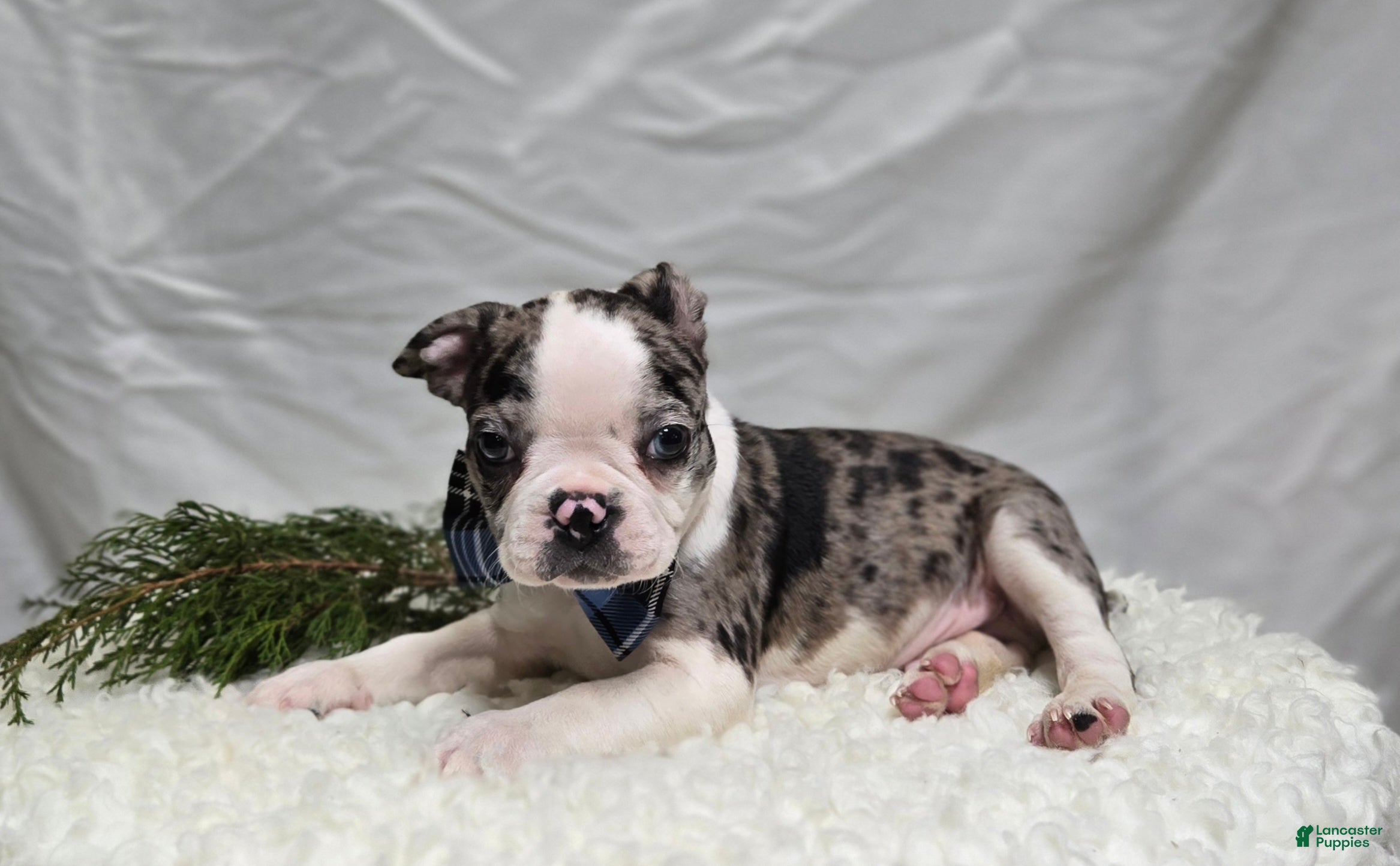 Boston Terrier dogs Chip - Ad 18