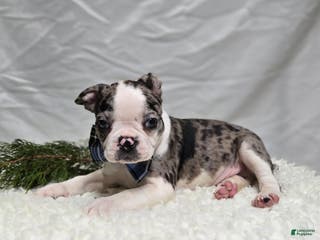 Boston Terrier dogs Chip - Ad 32