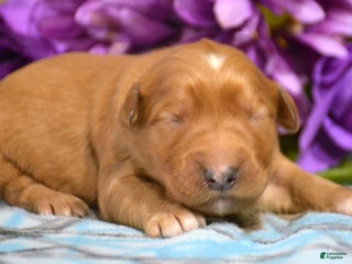 Golden Retriever dogs Golden Retriever Puppy 2 Gizmo - Ad 31