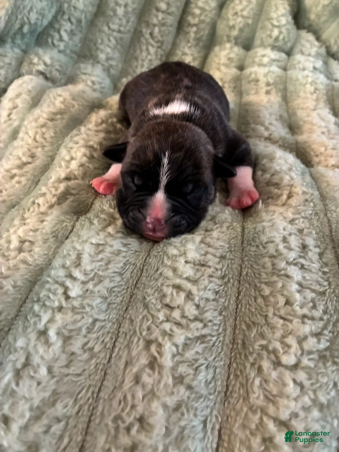 American Staffordshire Terrier dogs for sale: Boy 2 - Ad 1