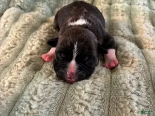 American Staffordshire Terrier dogs Boy 2 - Ad 6