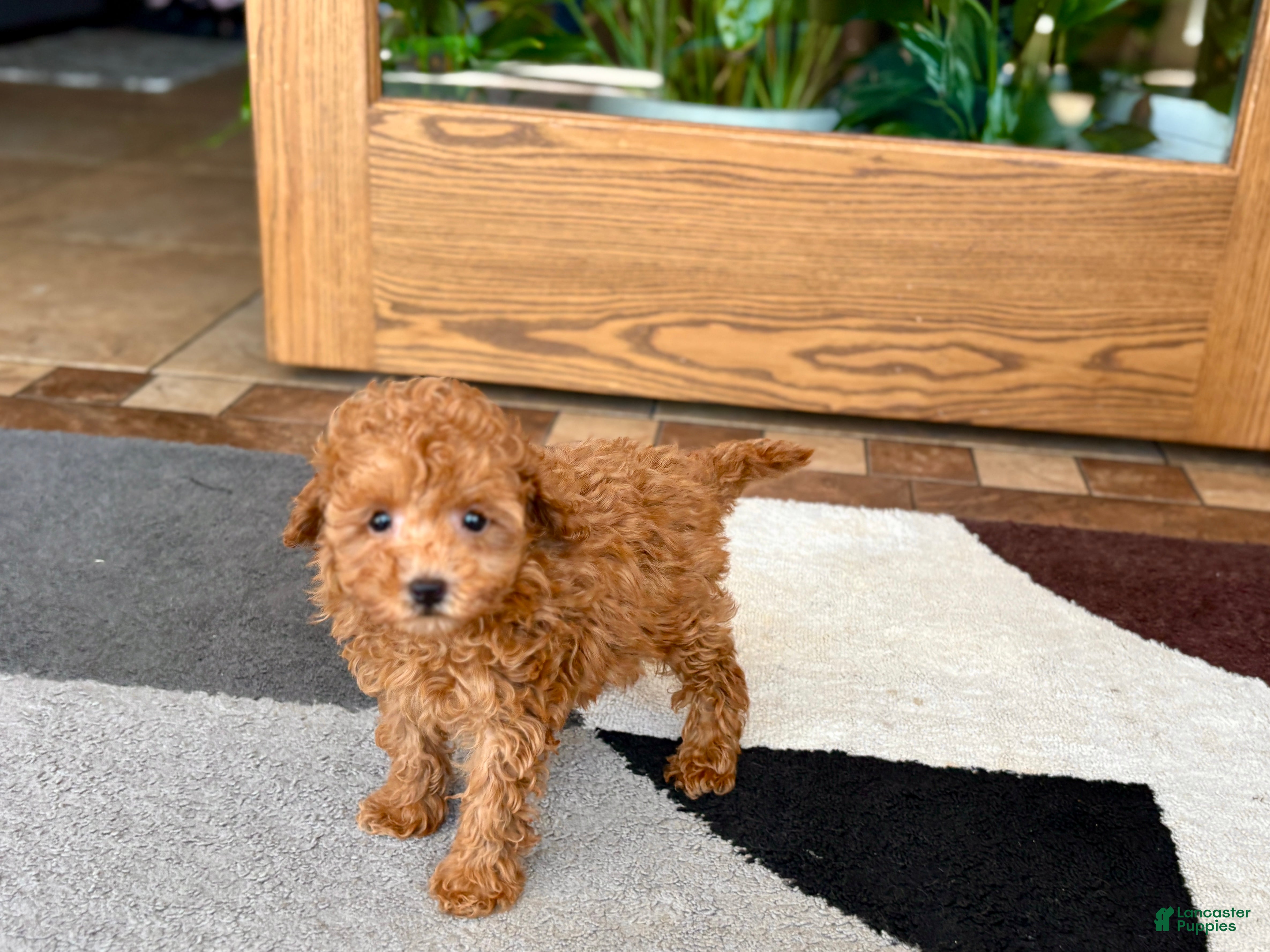 Maltipoo dogs for sale: Carrie - Ad 4