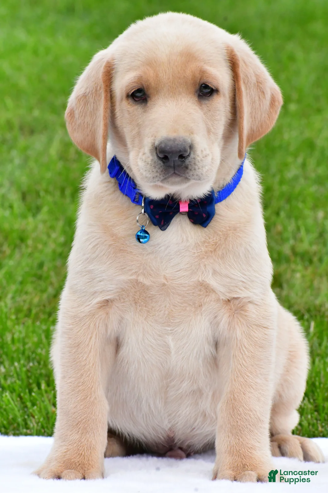Labrador Retriever dogs for sale: Waldo - Ad 2