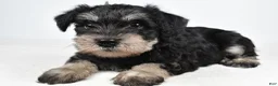 Miniature Schnauzer dogs for sale: Lilly - Ad 6