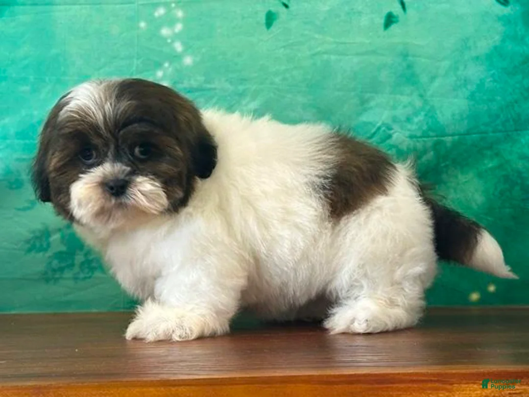 Shih Tzu dogs for sale: Oliver - Ad 2