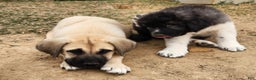 Anatolian Shepherd dogs for sale: Zena 2025 M1 - Ad 15