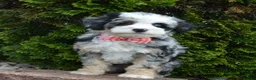 Mini Bernedoodle dogs for sale: Bella - Ad 19