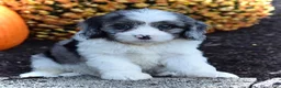 Cavapoo dogs for sale: Duke - Ad 6