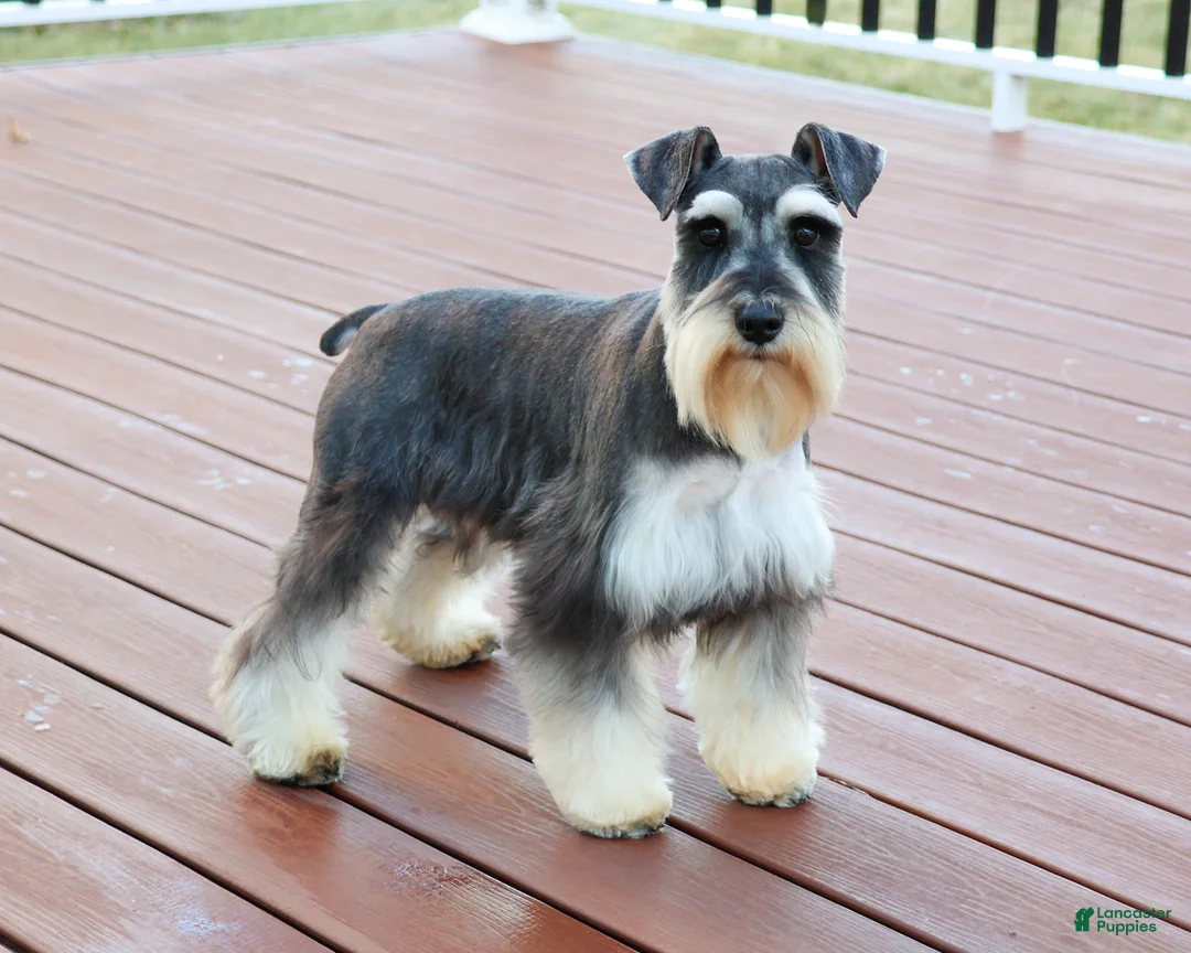Miniature Schnauzer dogs for sale: Sherman  - Ad 7