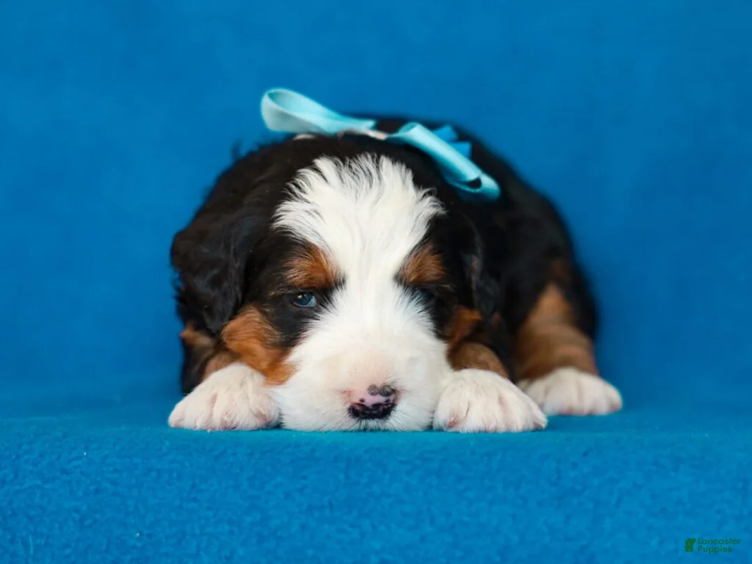 Mini Bernedoodle dogs for sale: Myron - Ad 1