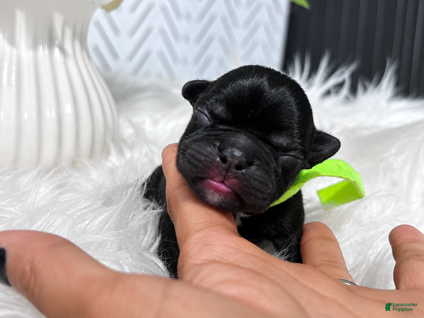 French Bulldog dogs French Bulldog 5 - Ad 8
