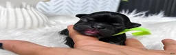 French Bulldog dogs for sale: French Bulldog 5 - Ad 1