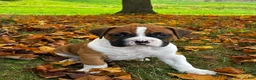 Boxer dogs for sale: Jackson - Ad 11