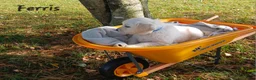 Golden Retriever dogs for sale: Ferris  - Ad 5