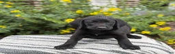 Mixed Breed dogs for sale: Georgie - Ad 10