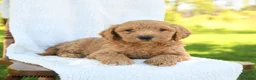 Goldendoodle dogs for sale: Clay - Ad 3