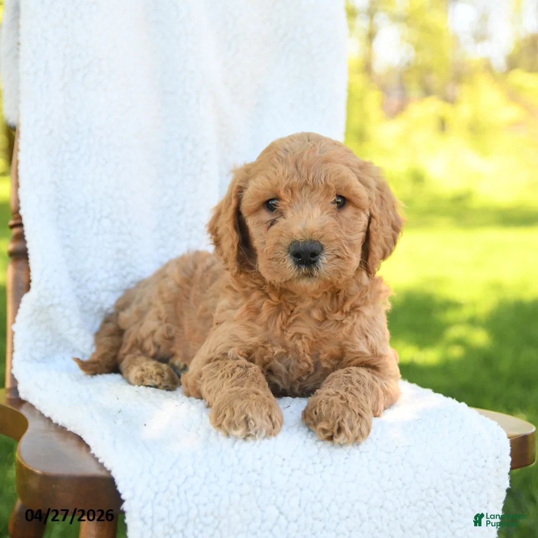Goldendoodle dogs for sale: Clay - Ad 3
