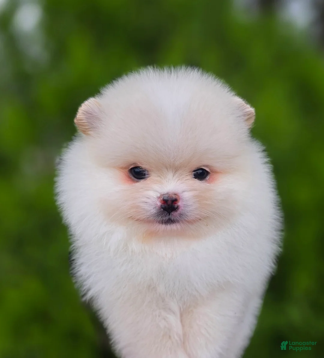 Pomeranian dogs for sale: Raphael  - Ad 4