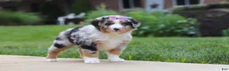 Miniature Australian Shepherd dogs for sale: Mable - Ad 3