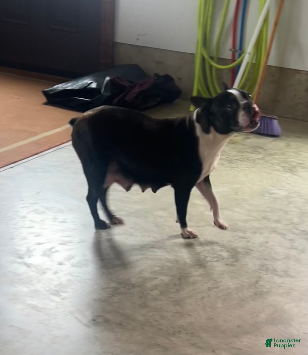 Boston Terrier dogs for sale: Ricky - Ad 5