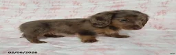 Miniature Dachshund dogs for sale: Kaylie - Ad 2
