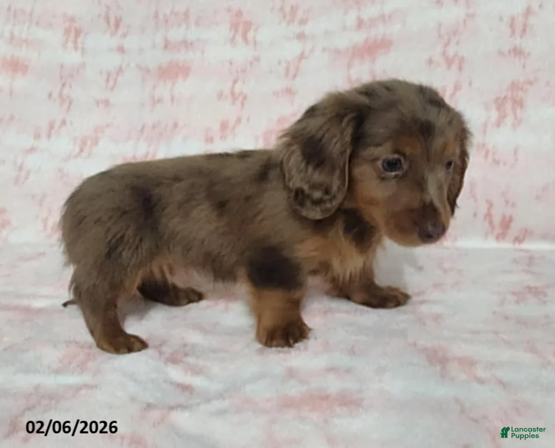 Miniature Dachshund dogs for sale: Kaylie - Ad 2