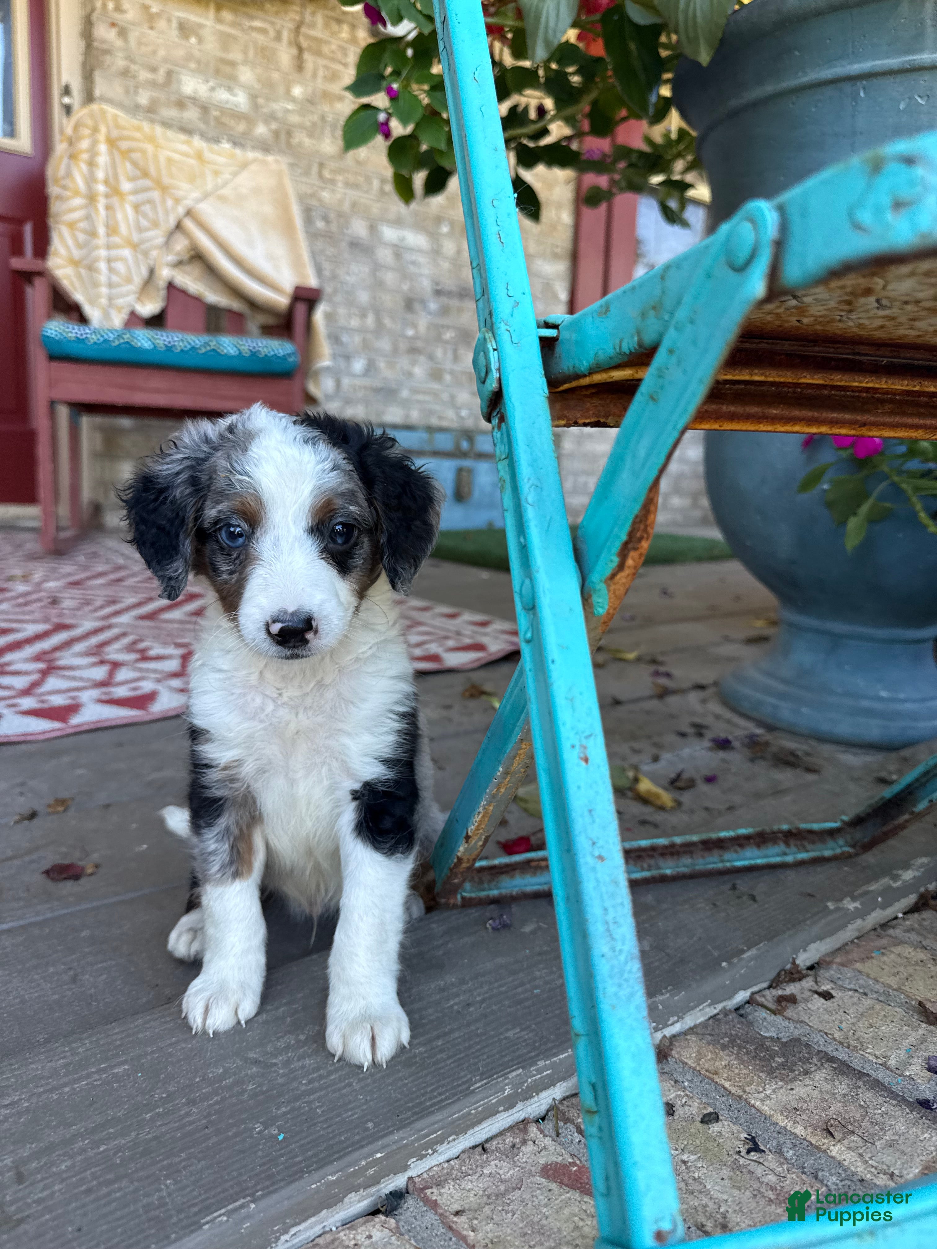 Mini Bernedoodle dogs Domino - Ad 16