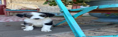 Domino