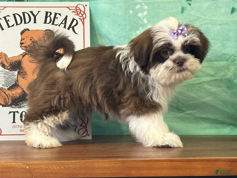Teddy Bear dogs for sale: River - Ad 2