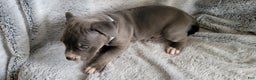 American Bully dogs for sale: Clide - Ad 4