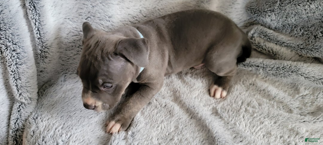 American Bully dogs for sale: Clide - Ad 4