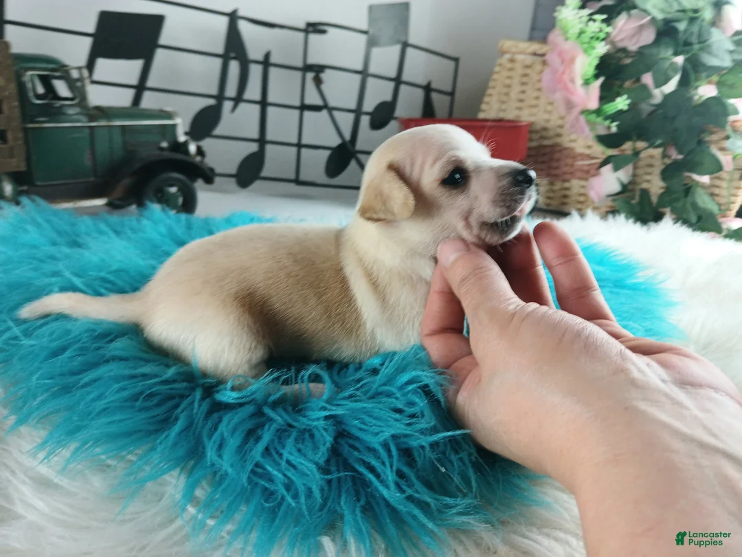 Chihuahua dogs for sale: Cece's cream boy, NATIONWIDE DELIVERY  - Ad 5