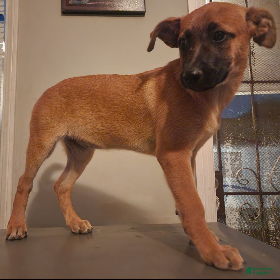 Belgian Malinois dogs for sale:  Belgian Malinois - Ad 1