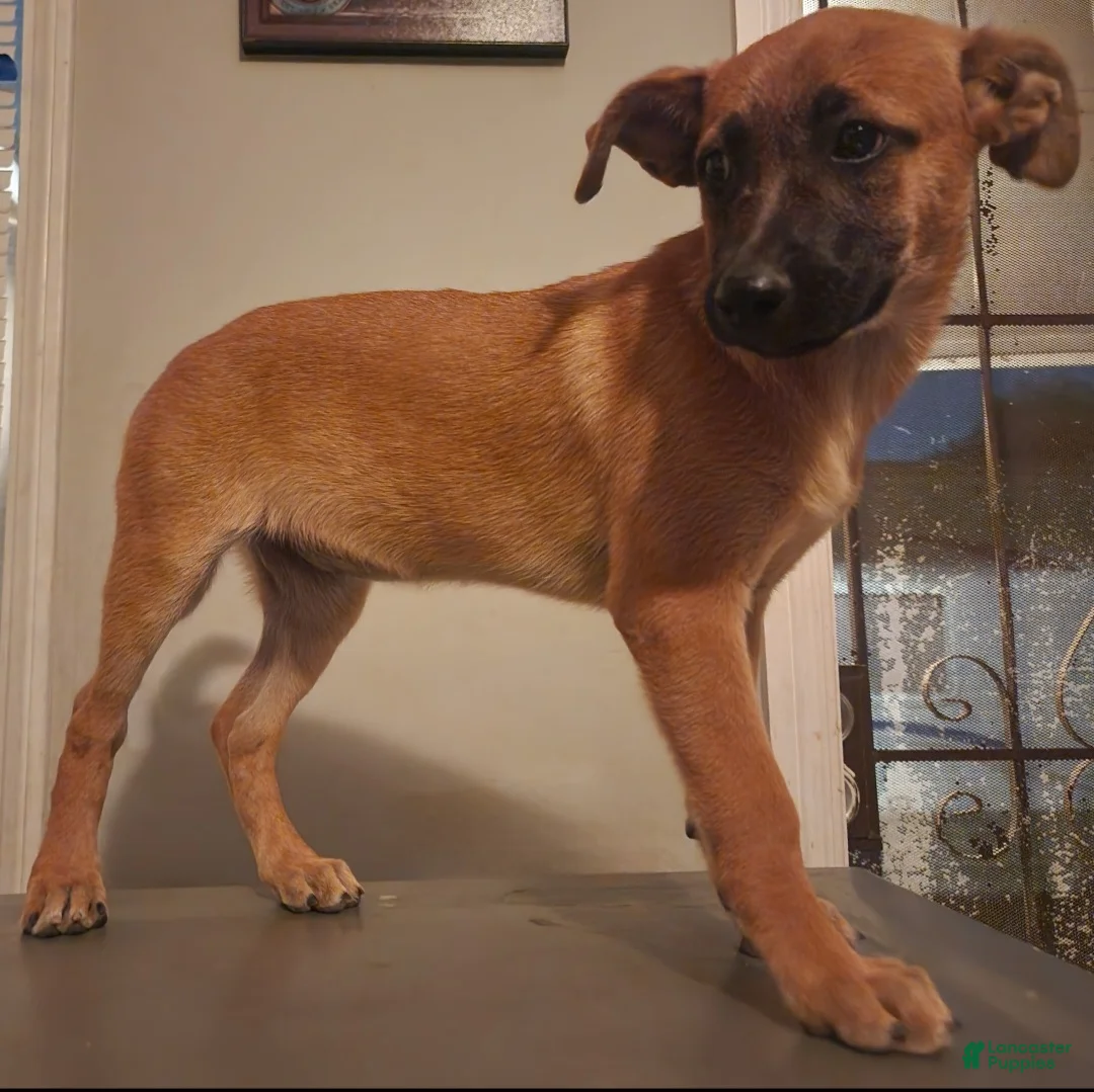 Belgian Malinois dogs for sale:  Belgian Malinois - Ad 1