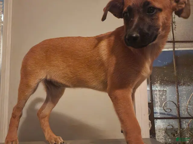 Belgian Malinois dogs for sale: Belgian Malinois - Ad 1