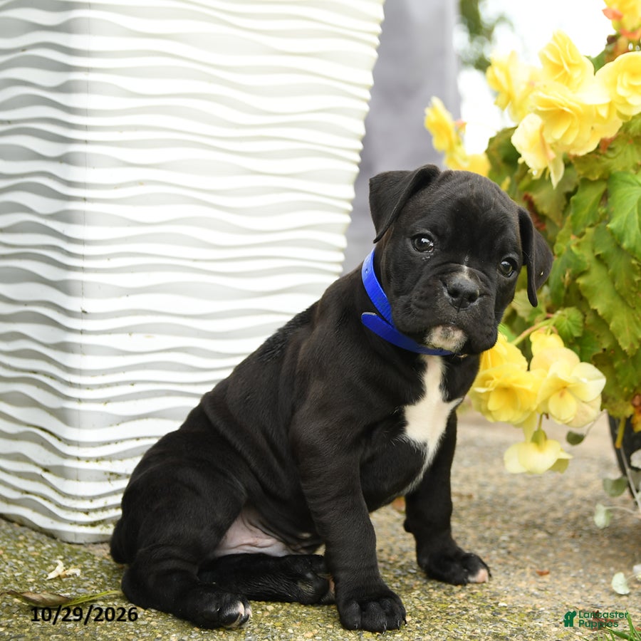 Boxer dogs for sale: Gunner - Ad 2
