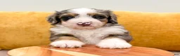 Mini Bernedoodle dogs for sale: Rocket - Ad 8
